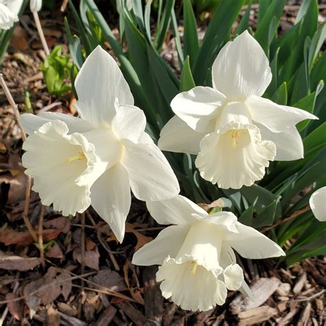 narcissus mount hood daffodil